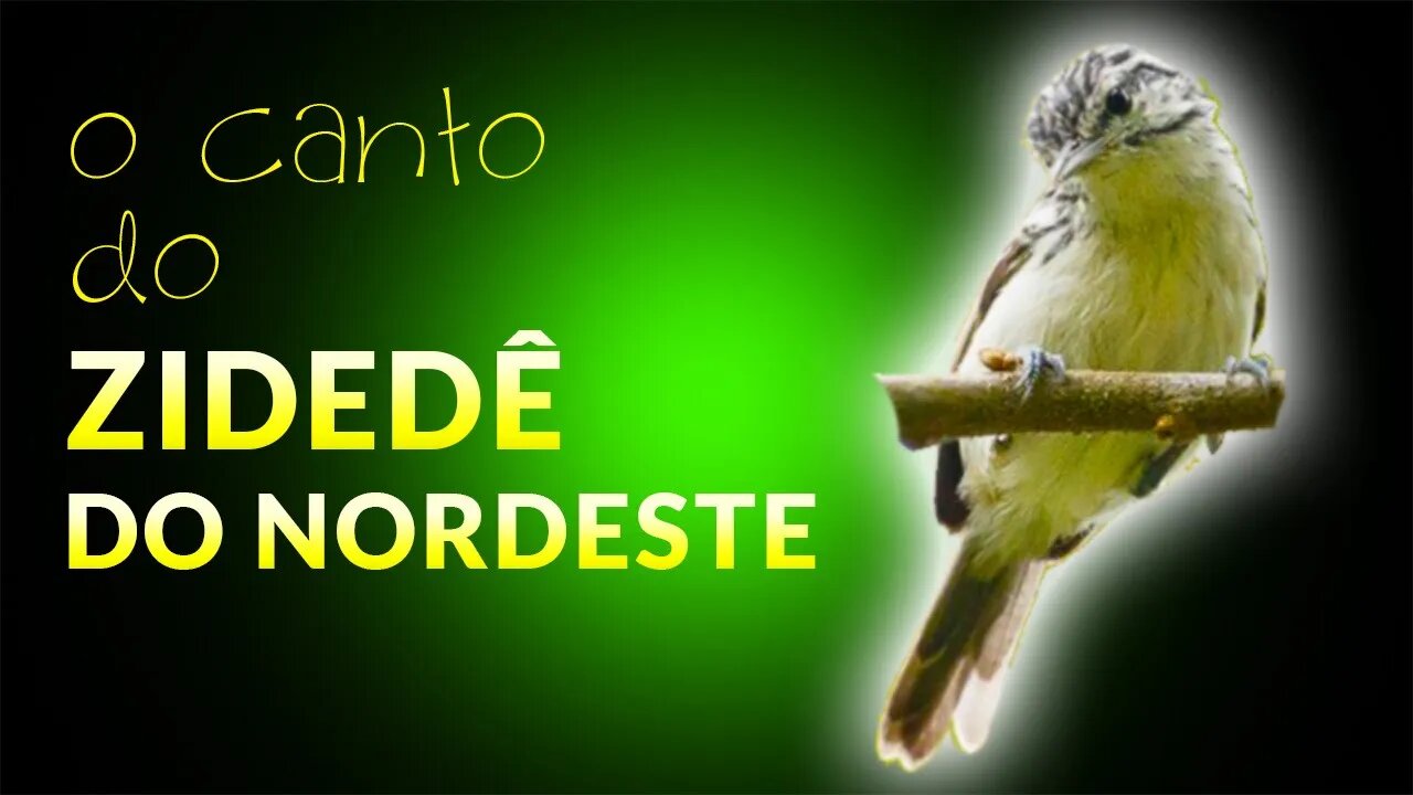 Canto do ZIDEDÊ DO NORDESTE - Aves da Mata Atlântica [AMEAÇADO DE EXTINSÃO]⚠