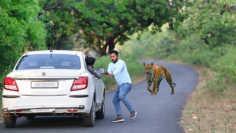 Tiger attack in the forest | wild attack • tiger attack man in the forest🌲|tiger stories.