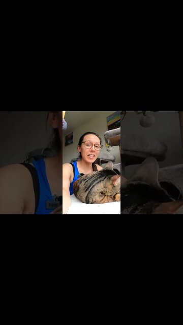 The only cat food I recommend! #jesscaticles #shorts