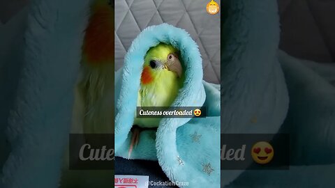 Cockatiel playful antics | Cockatiels Craze