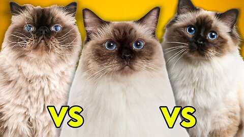 Ragdoll Cat Vs Birman Cat Vs Himalayan Cat- Ultimate Guide To Identify