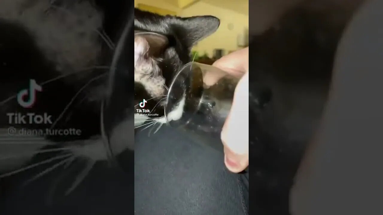 Cat drinking from glass I TikTok