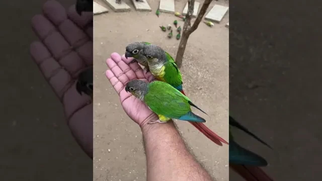 Feeding Birds coorg nisargadhama #shorts #funny #birds #reels