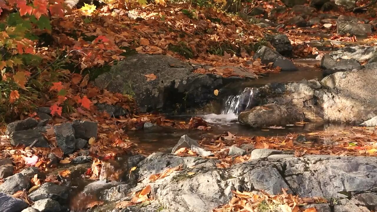 Natural sounds, stream and birdsong in the woods