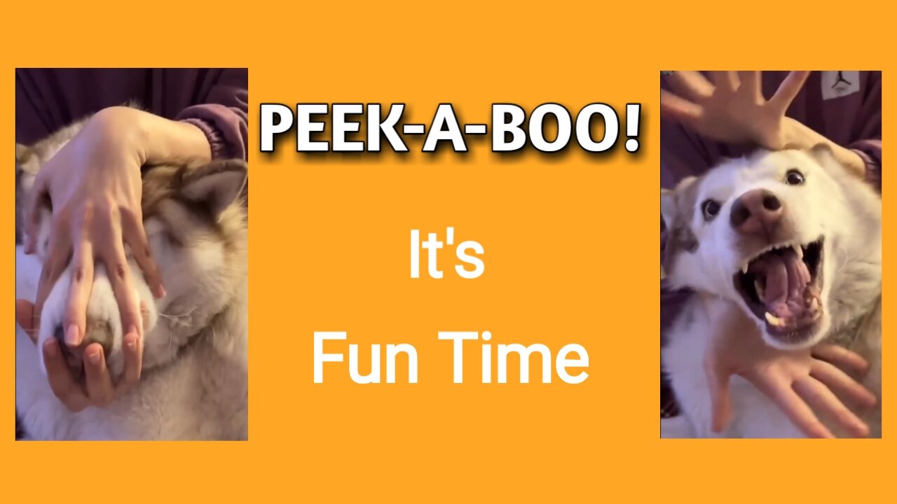 Husky Plays Peek-a-Boo with Owner,Playful Husky and Owner Share Heartwarming Moment #husky #play