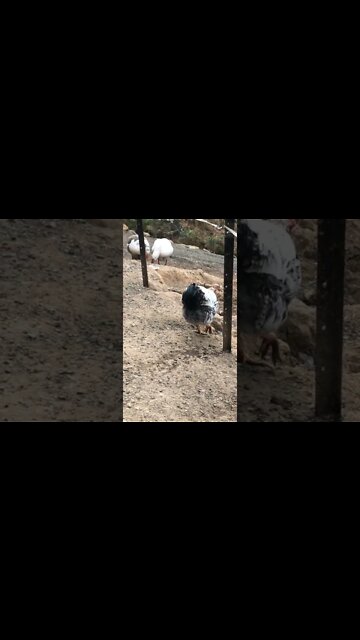 Beautiful young roosters