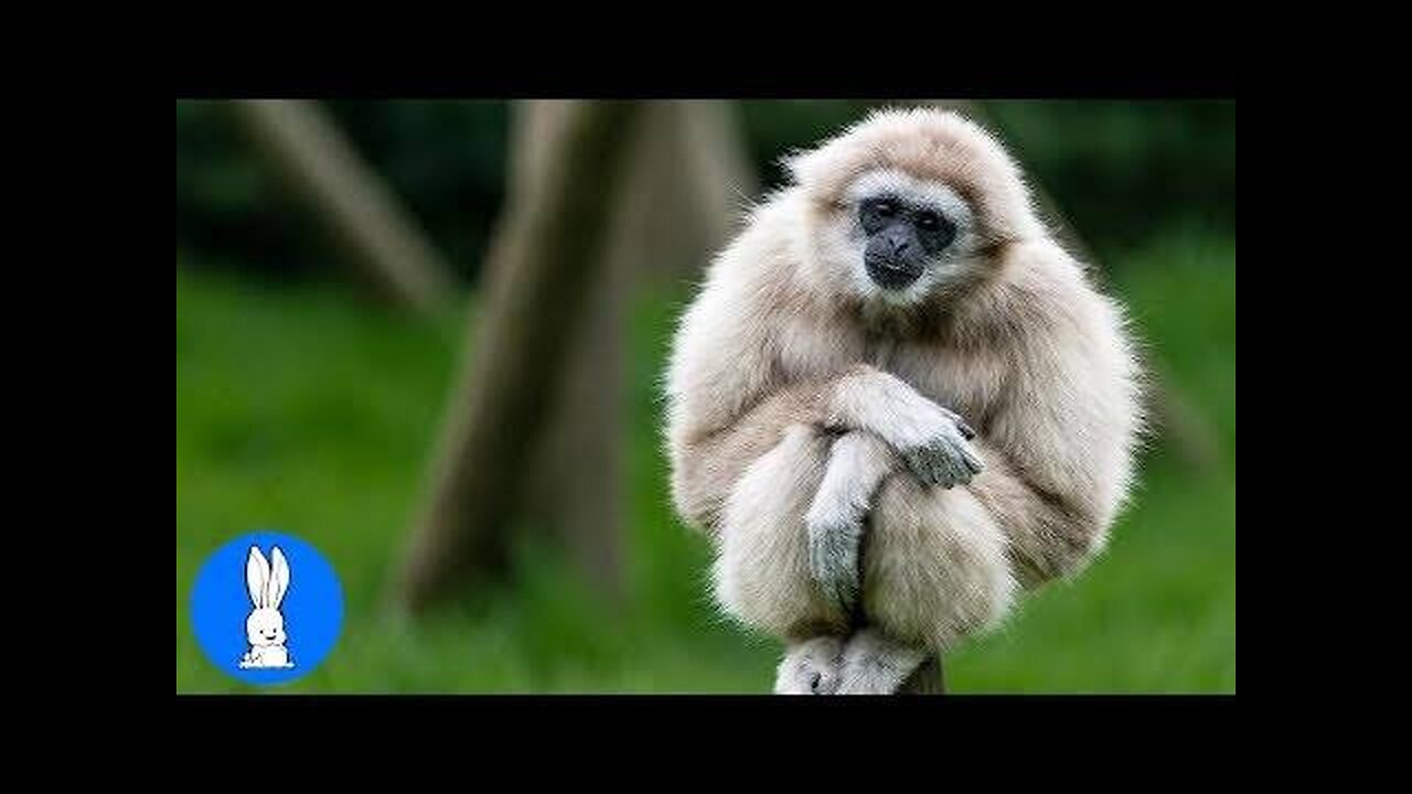 Cute Gibbons Playing & Climbing