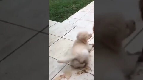 Be a rebel...🐕🐾🐶😅 #shorts #tiktok #Golden #doglover