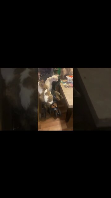 3 Cat’s Fail at Riding in a Stroller