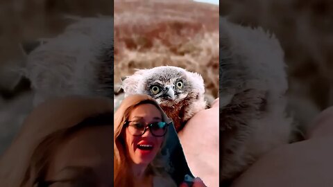 The smallest owls on earth? #shorts #reaction #owls