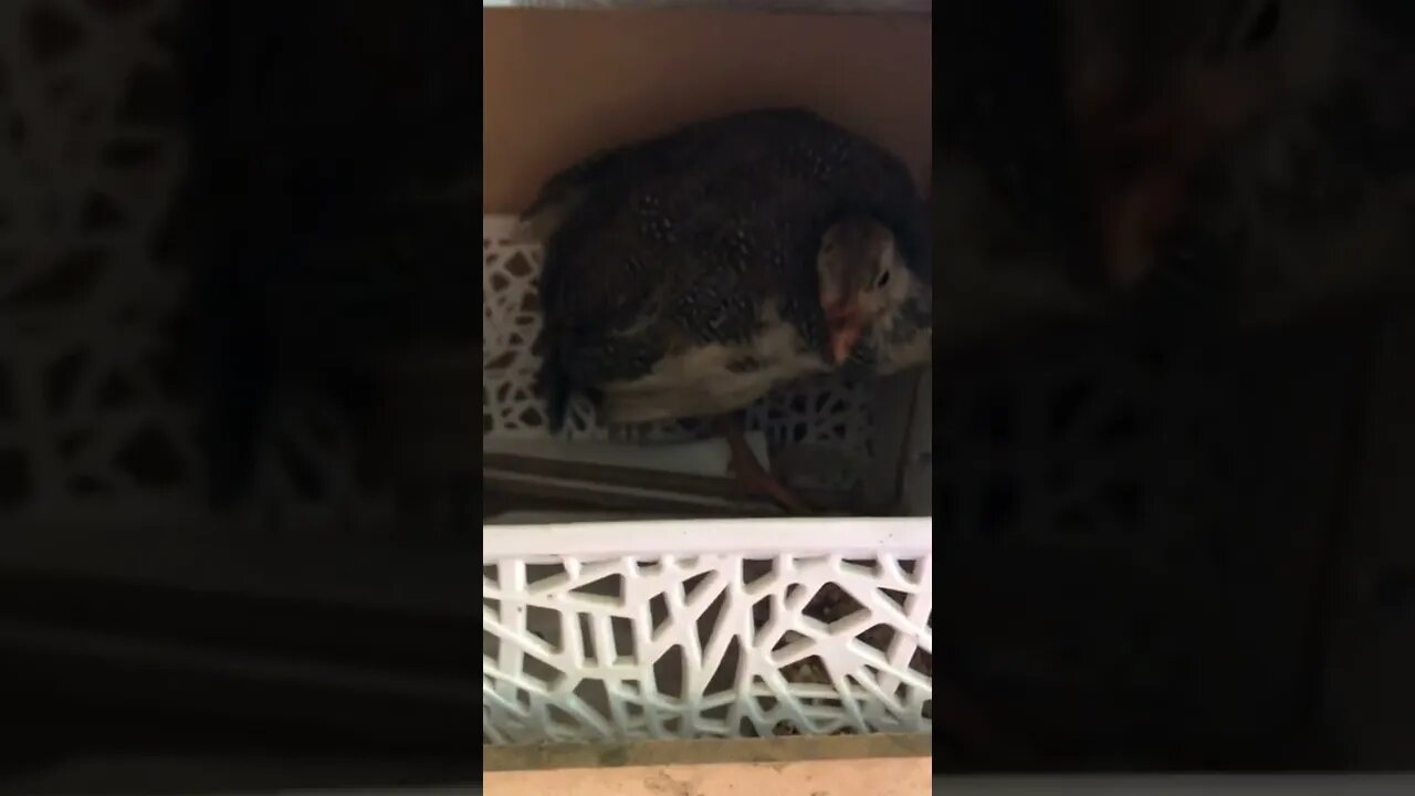 Put in ground perches to give Picachu something to grip