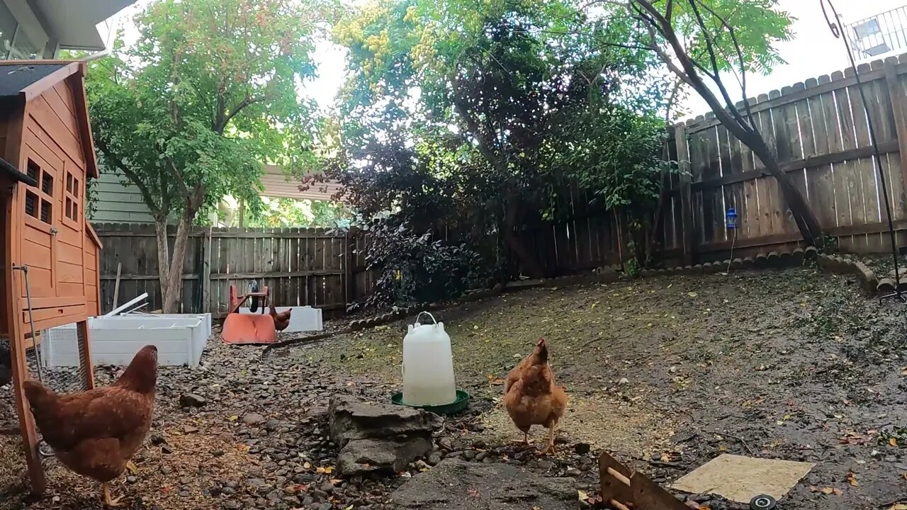 My Backyard Chickens - Episode 100