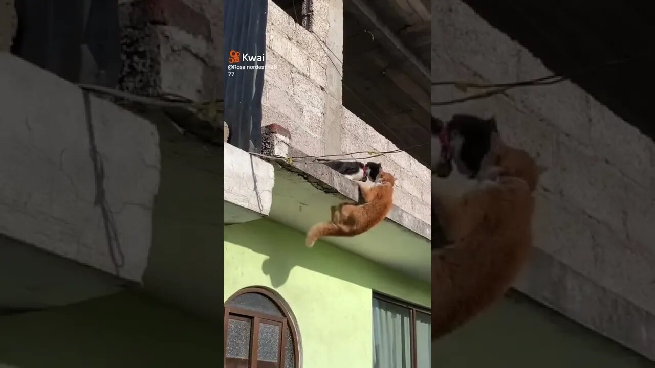 videos shorts do kawai