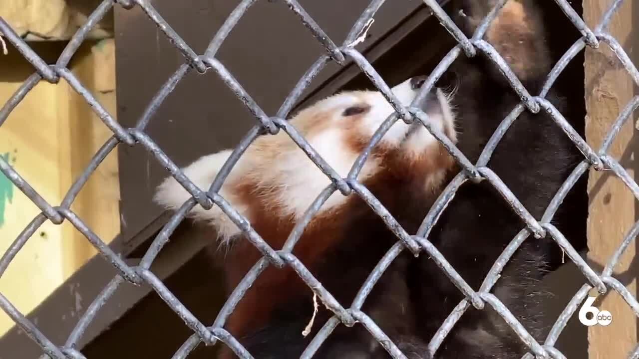 It's red "panda-monium" at Zoo Boise