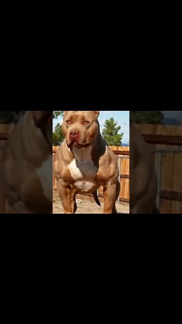 Biggest PITBULL Breeds in 2022 Pitbull shorts pitbull youtubeshorts...#shorts