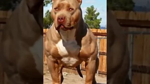 Biggest PITBULL Breeds in 2022 Pitbull shorts pitbull youtubeshorts...#shorts