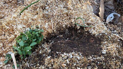 Creating food for chickens using compost!!