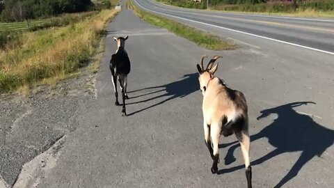 goat gets silly when running