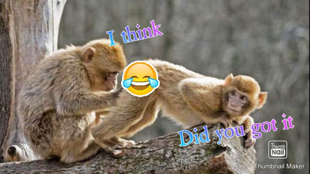 Funny monkey dancing