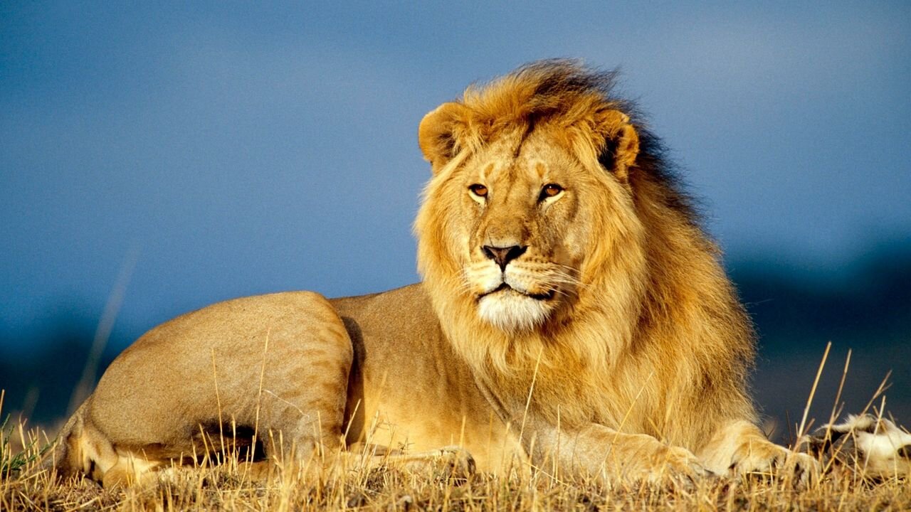 Unlimited animals collection in hd