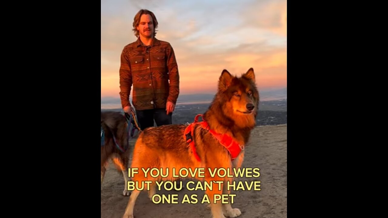 Top 10 breeds that look like wolves