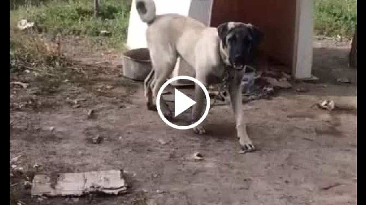 puppy young anatolian shepherd dog