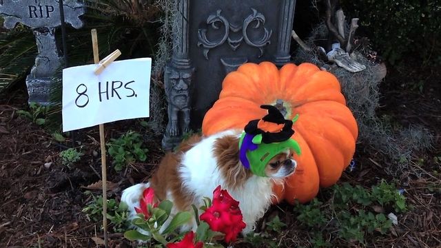 Cute Puppy Gets Caught In A Witch's Spell