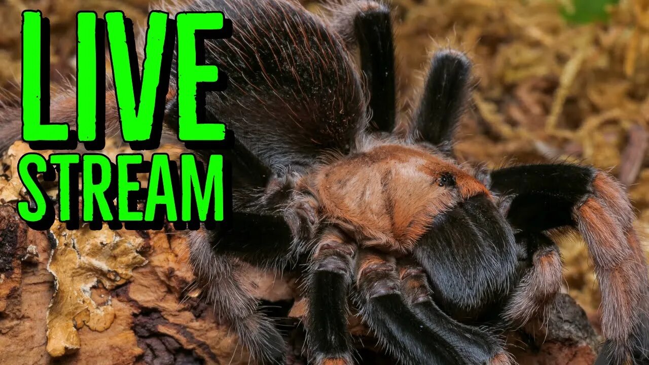 Answering YOUR Questions & Talking Tarantulas!