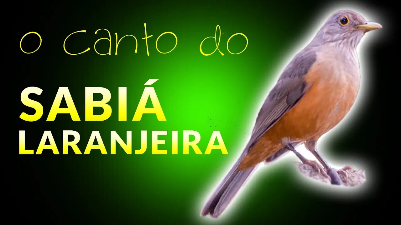 SABIÁ LARANJEIRA | Canto dos Pássaros