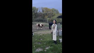 Playing with the horses