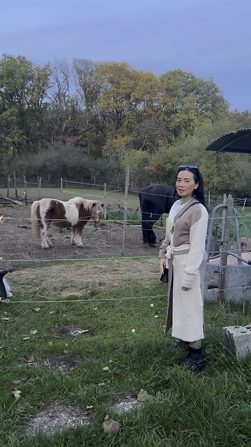 Playing with the horses