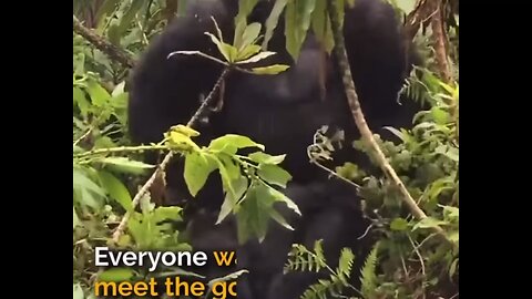 Man Visits Gorilla He Raised 5 Years After He Released Him