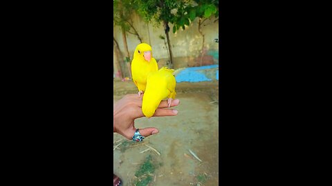 birds.. 🐦🕊️🐦🕊️
