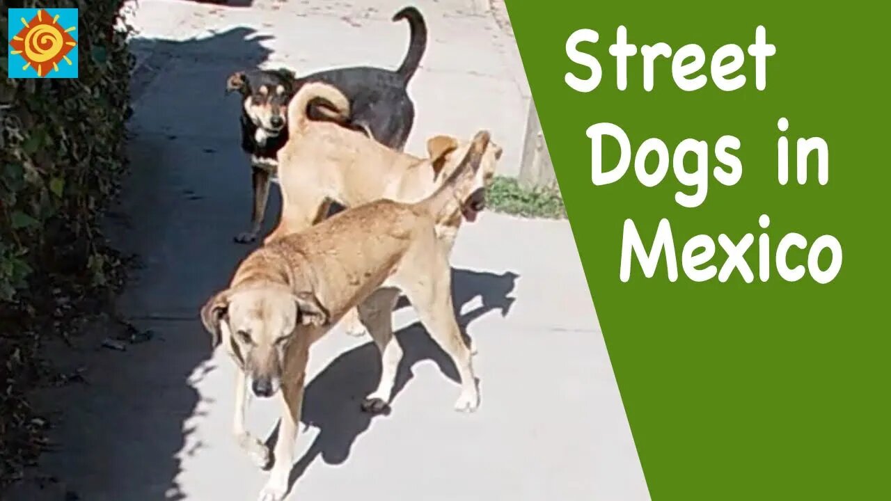 Surviving Street Dogs in Mexico | Retiring Early and Traveling Off-Grid in our Ram SHORT-BODY VAN