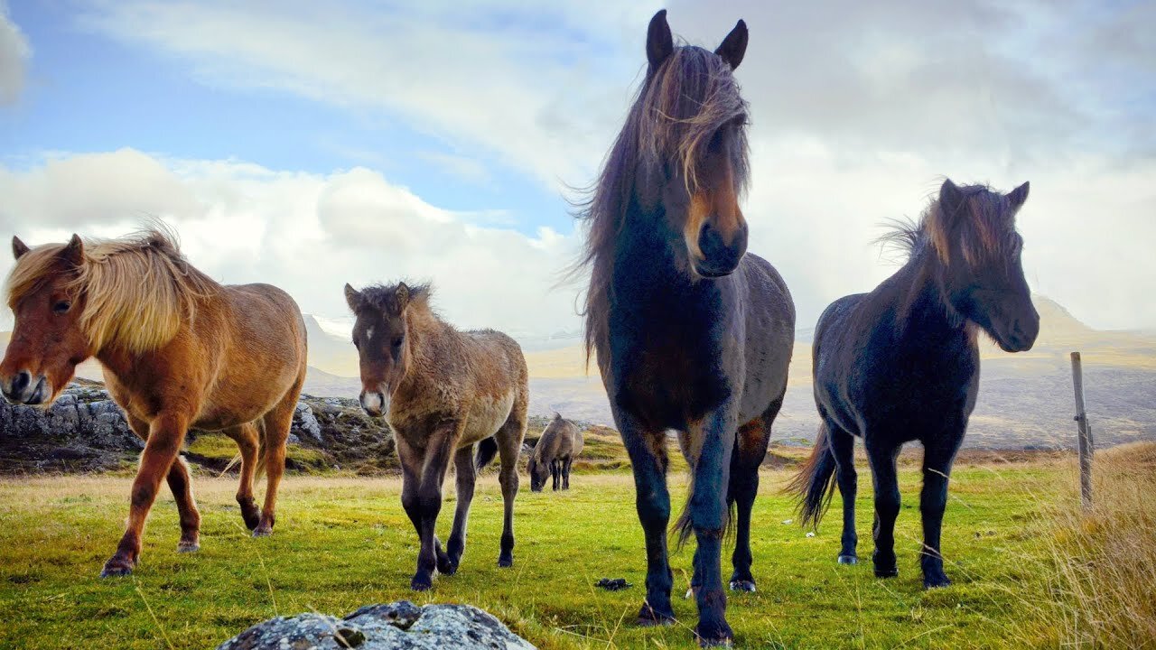 1 HOUR of AMAZING HORSES From Around the World, Best Relax Music, Meditation, Stress Relief, Calm