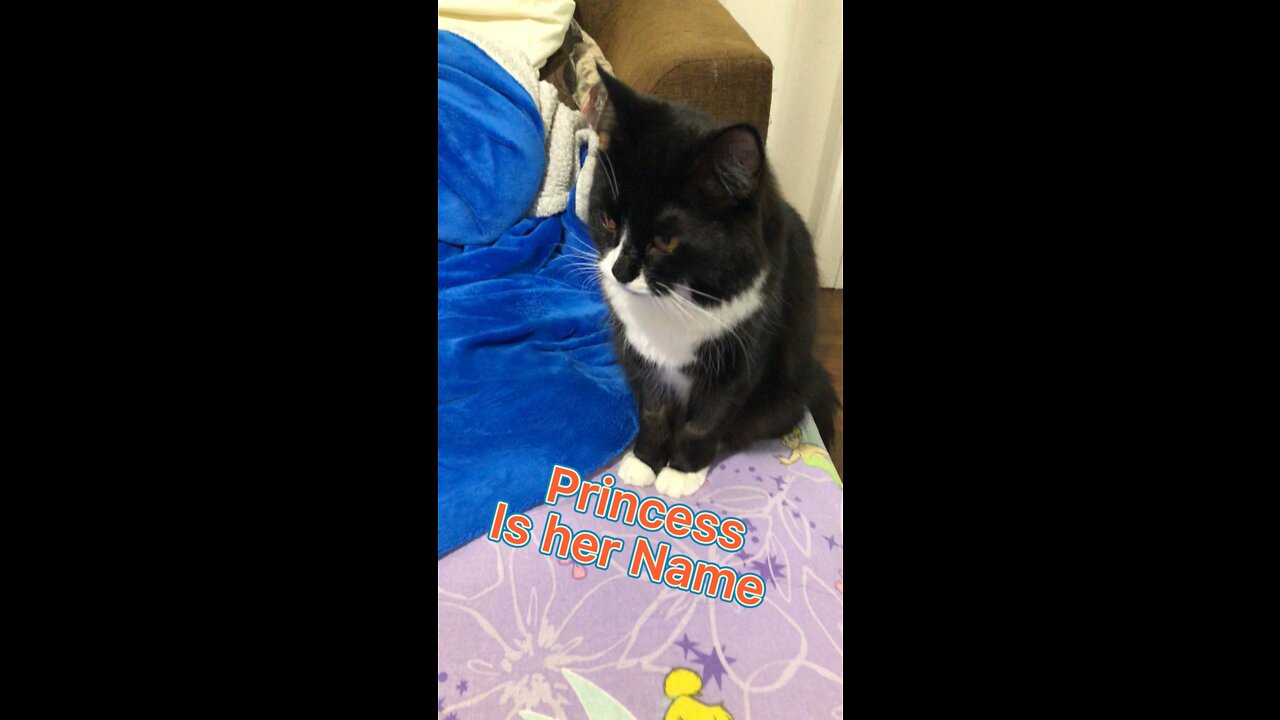 Princess my cat 🐈⬛ pretty, adorable, cuties