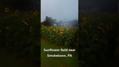 Covered bridges, Sunflowers, and a Cistern: Beautiful Lancaster County PA by motorcycle