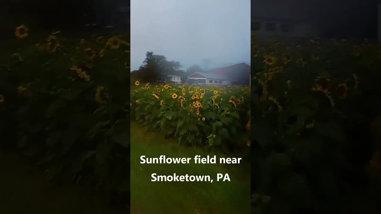 Covered bridges, Sunflowers, and a Cistern: Beautiful Lancaster County PA by motorcycle