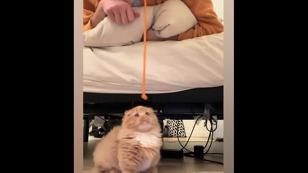 Smart&funny animal videos