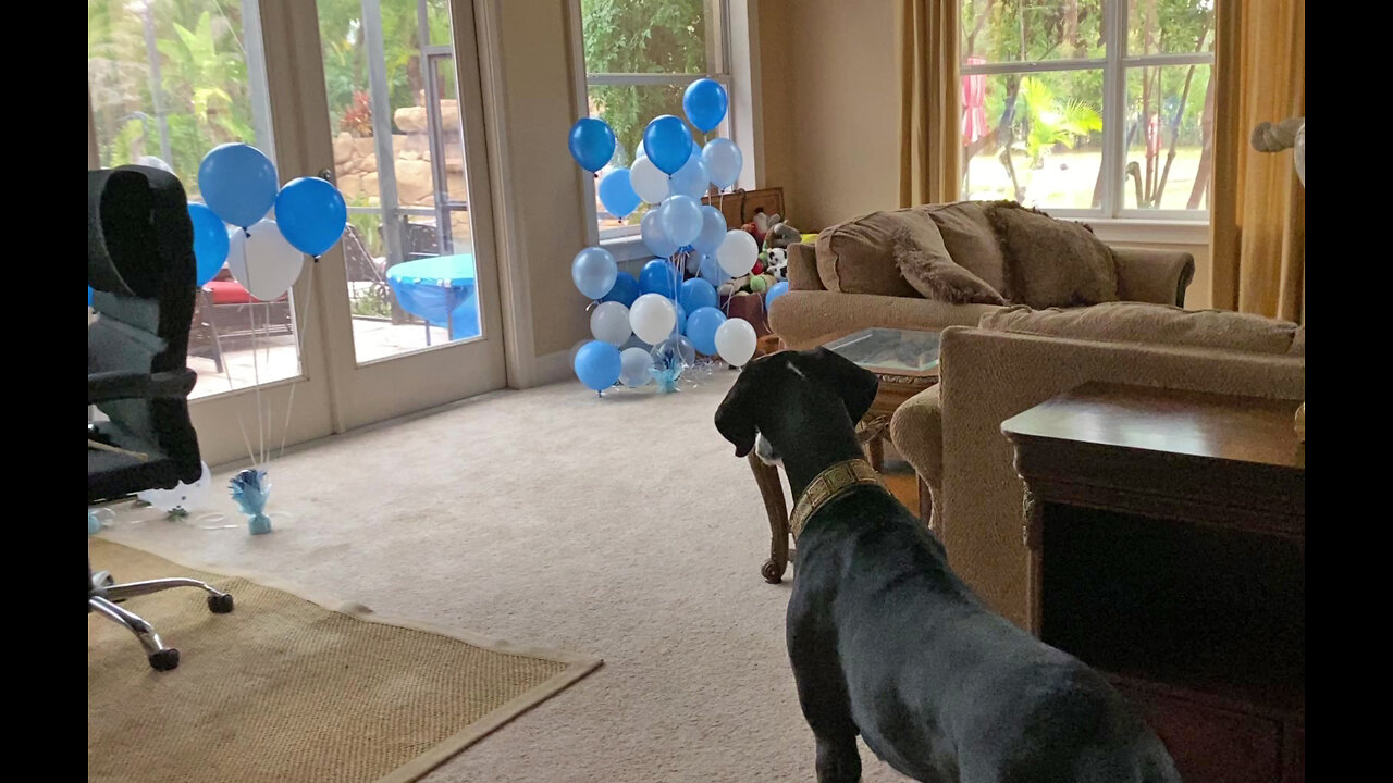 Funny Great Dane Puppy Tells Balloons To Stay Away From Her Toys