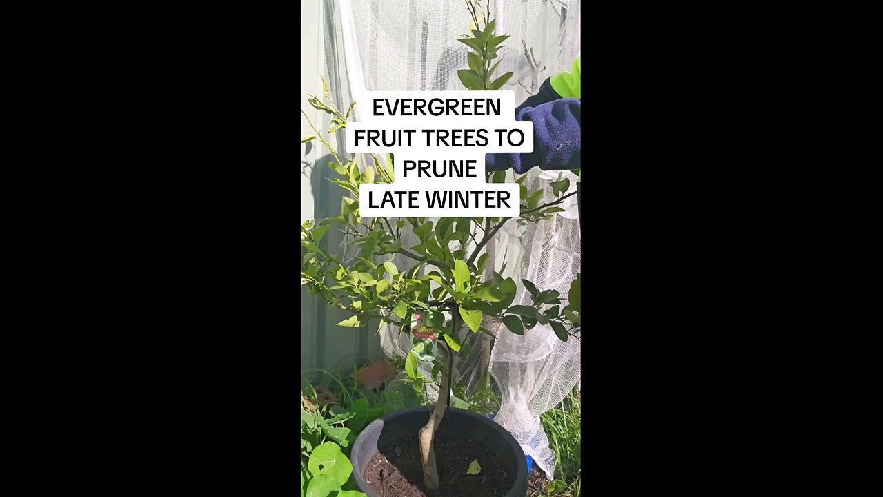 which evergreen fruit trees can you prune in winter