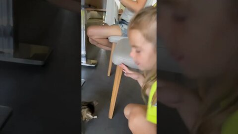 Cute Cat At The Breakfast Table In Turkey 🇹🇷