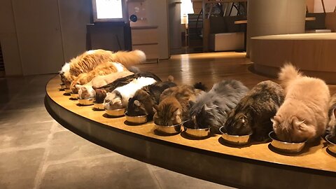 Unimaginably tidy! Tokyo's largest cat cafe is located in Shinjuku MOCHA CAT CAFE