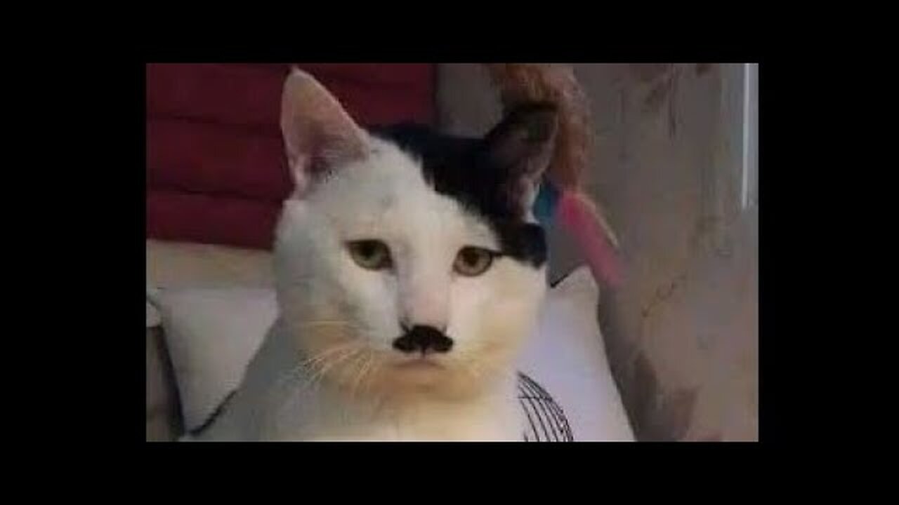 Top 5 most dangerous cats