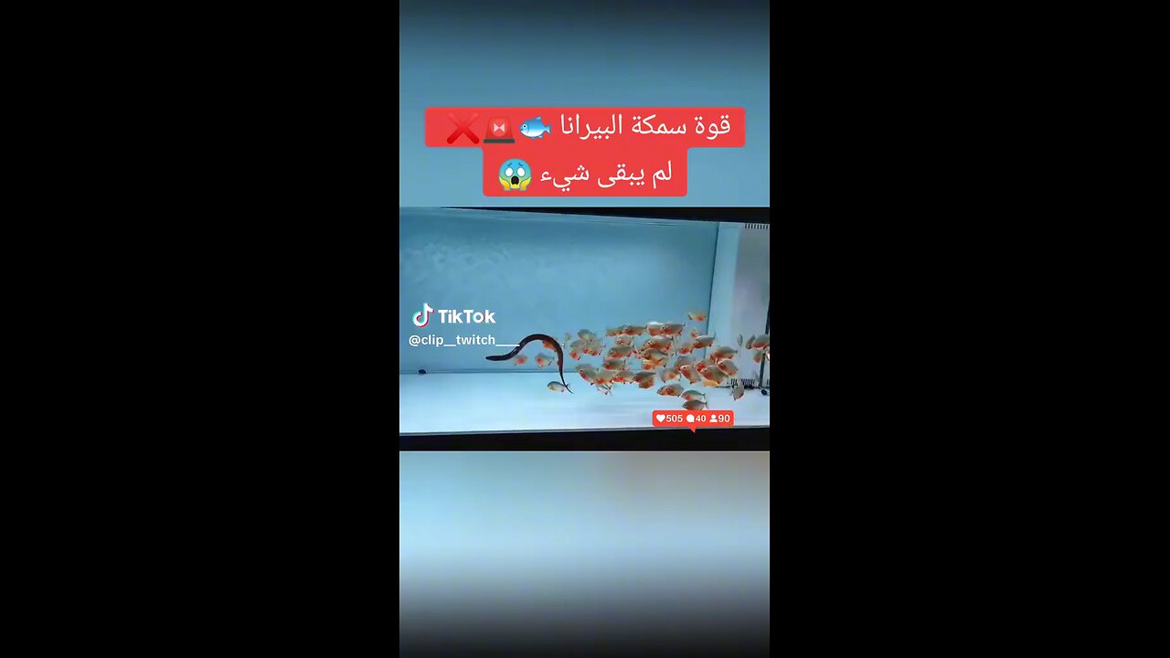 قوة اسماك البيرانا