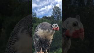 Beautiful pearl pied guinea fowl male