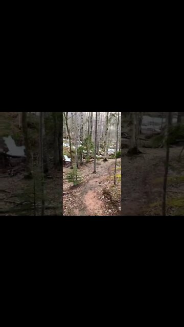 The trails in the spring are so gorgeous