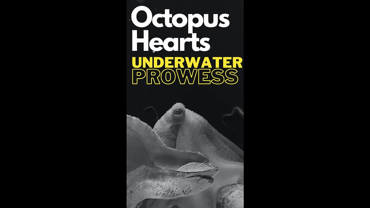 "Octopus Cardiovascular System: Three Hearts for Underwater Prowess"