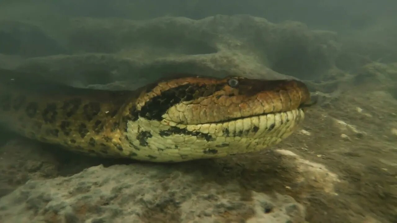 Diver records close encounter with 7-meter anaconda monster
