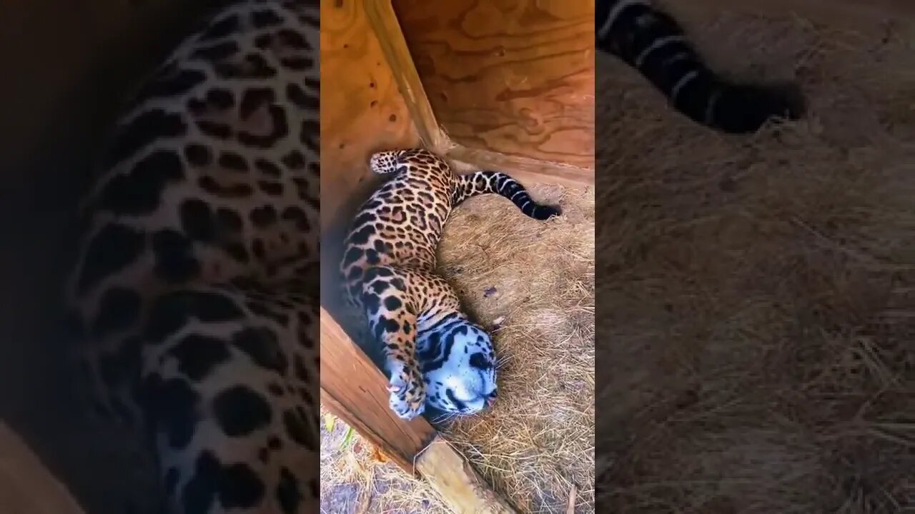 Predators
